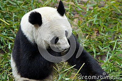 Giant Panda eating food