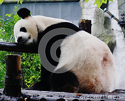 Giant Panda Fell Asleep