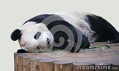 Giant Panda lying down close up