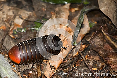 Giant Pill Bug of Borneo Walking on Leaf