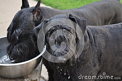 Giant Schnauzer Dogs Getting a Drink Outside