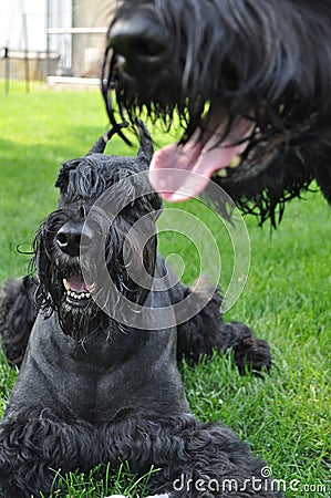 Giant Schnauzer Dogs