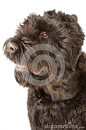 Giant schnauzer head