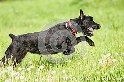 Giant schnauzer in motion