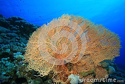 Giant Sea Fan Coral