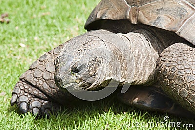 Giant Tortoise Aldabra