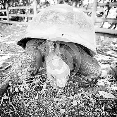 Giant tortoise