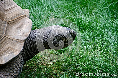 Giant tortoise closeup