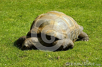 Giant Tortoise