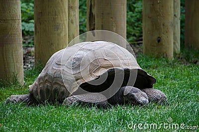 Giant tortoise