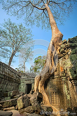 Giant tree covering stones of the ancient Ta Prohm temple