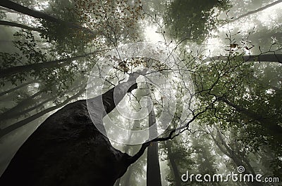 Giant tree looking up in a forest with mysterious fog