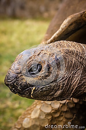 Giant turtle close up