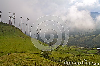 Giant Wax Palms, Cocora Valley, Colombia