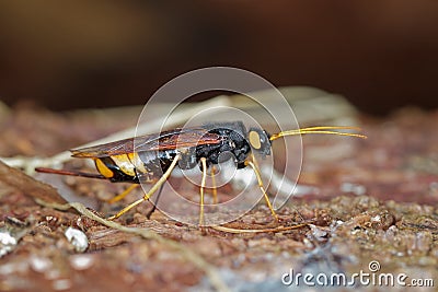 wasp giant wood forest