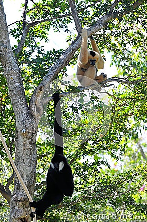 Gibbon monkey family