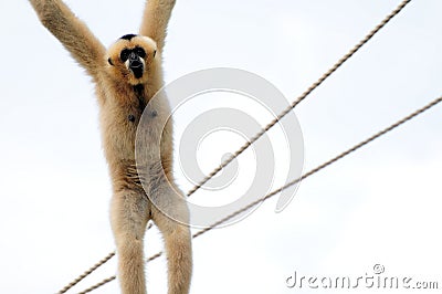 Gibbon Monkey Hanging On Rope Stock Image