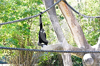 Gibbon monkey hanging on rope