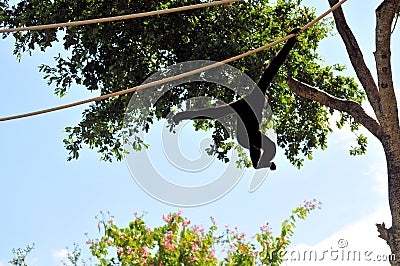 Gibbon monkey on rope, swinging