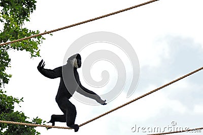 Gibbon Monkey Tightrope Walking