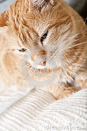 Cat+Leg+Broken Ginger Cat With Broken Leg Stock Images - Image: 15979674