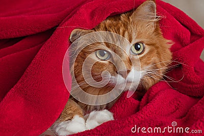 Ginger Cat Hiding in Blanket