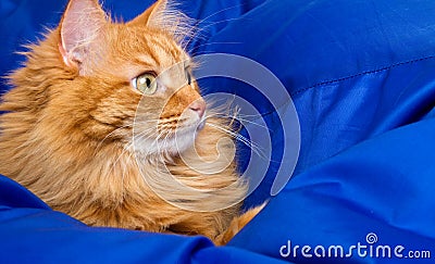 Ginger cat hiding in a blue blanket