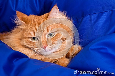 Ginger cat hiding in a blue blanket