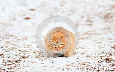 Ginger cat hunts