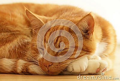 Ginger cat sleeping