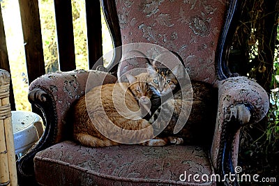 Ginger cat and tabby cat curled up on an old armchair