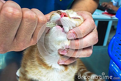 Ginger cat was inject medicine