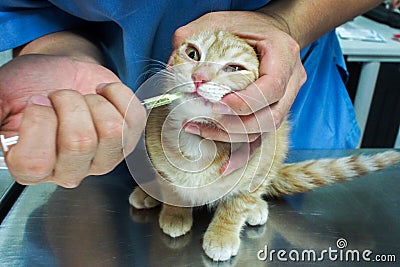 Ginger cat was inject medicine