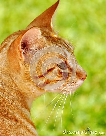 Ginger cats face