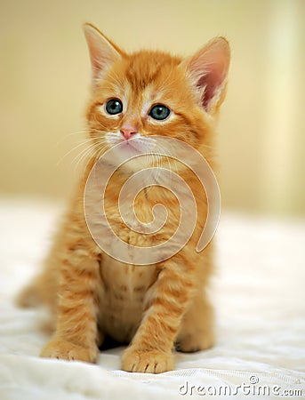 Ginger kitten