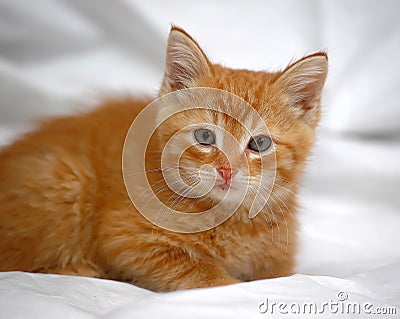 Ginger kitten