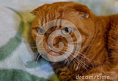 Ginger Scottish Fold Cat