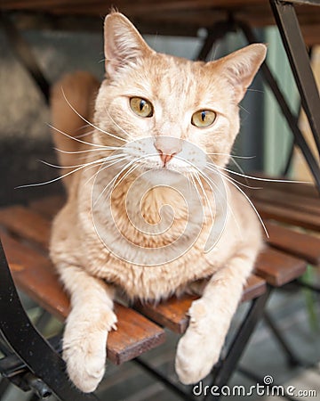 Ginger Tabby Cat on Chair under Table Looking at Camera