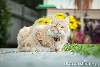 Ginger Tabby Cat Sitting in Front of Her House