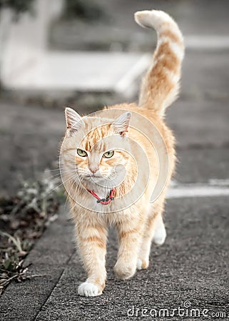 Ginger Tabby Cat Walking with Tail Up on Sidewalk