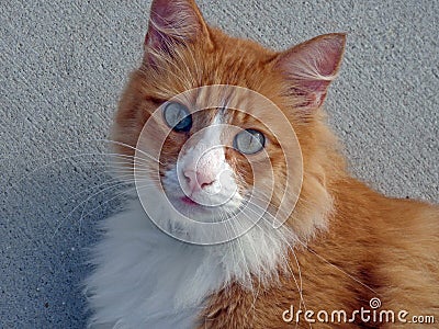 Ginger and white cat