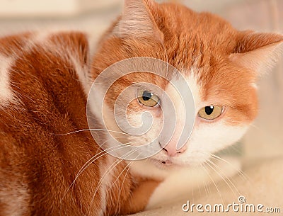 Ginger and white cat
