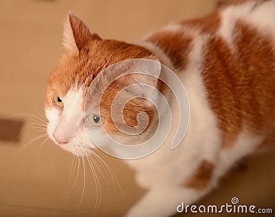 Ginger and white cat