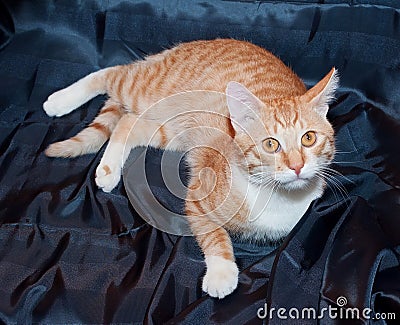 Ginger and white cat with yellow eyes lying on black
