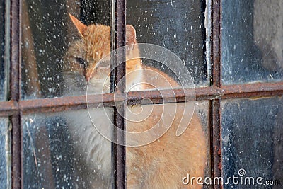 A gingery cat behind an old window