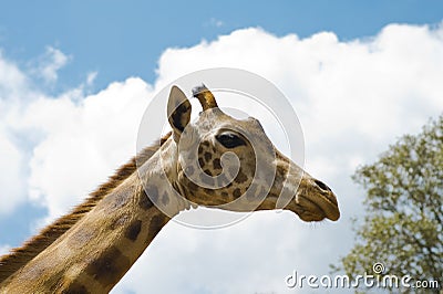 Giraffe