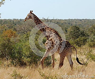 Giraffe in Africa