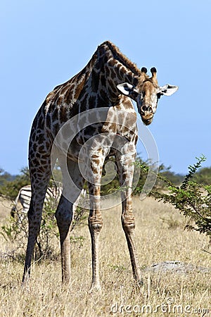 Giraffe - African Wildlife - Botswana