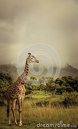 Giraffe