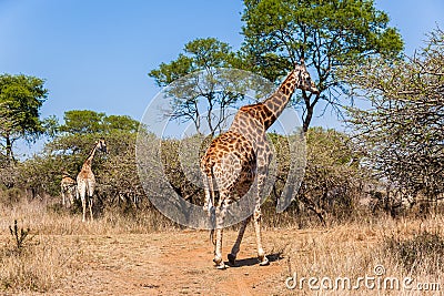 Giraffe Bull Females Wildlife